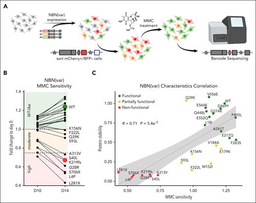 NBN variant MMC drug sensitivity screen. (A) WT NBN or 25 NBN variants were expressed in NBN−/− HEK293T LP cells. Successfully recombined cells were identified as mCherry+/BFP− population, separated by flow cytometry, and cultured in media supplemented with MMC 20 nM for 10 or 14 days. NBN−/− HEK293T LP cells expressing WT NBN or WT-like variants (green) became more tolerant to MMC-induced DNA damage, which resulted in higher proliferation compared with cells expressing NBN variants with reduced (orange) or loss-of-function (red) activity. MMC drug sensitivity was determined by the fold change in variant frequency before and after MMC exposure and was quantified by Illumina MiSeq of the barcode sequence for each variant. (B) NBN variant abundance during 20 nM MMC treatment for 10 and 14 days was measured as the fold change to day 0 of the normalized barcode reads. MMC sensitivity was classified as high (<0.75), moderate (0.75-1) and WT-like (>1). Each dot represents an average fold change of 9 measurements, which derive from 3 barcodes assigned to each NBN variant and each condition performed as triplicates. (C) NBN variant protein stability was plotted against NBN variant MMC sensitivity. P values were estimated using the Pearson correlation test (R).