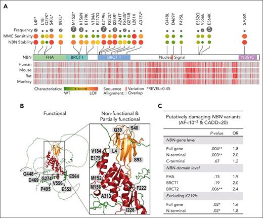 Key functional domains of NBN are preferentially affected by genetic variation. (A) The top panel summarizes the frequency in B-ALL cases, effects on MMC drug sensitivity, and NBN protein stability for each NBN variant. The bottom panel depicts the alignment of NBN protein sequences from human (Homo sapiens; NP_002476.2), mouse (Mus musculus, NP_038780.3), rat (Rattus norvegicus; NP_620228.1), and monkey (Macaca mulatta; NP_001252668.1). Protein sequence alignment was done in COBALT NCBI Multiple Sequence Alignment Viewer, version 1.22.0. (B) AlphaFold structure prediction of NIBRIN (AF-O60934-F1): FAH domain in orange, BRCT I and II in red, and C-terminal domain in green. Experimentally validated functional NBN variants relate to the peripheral moieties, whereas nonfunctional and partially functional NBN variants relate to the NBN central region. (C) Cumulative burden of putatively damaging NBN variants in B-ALL cases vs gnomAD noncancer controls calculated by ancestry-based stratified analysis using the Cochran-Mantel-Haenszel test. ∗P < .05 and ∗∗P < .01.