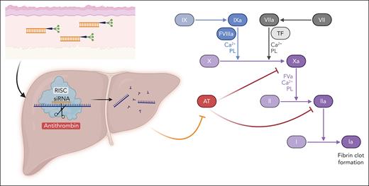 Fitusiran mechanism of action. Fitusiran is an siRNA therapeutic conjugated to N-acetylgalactosamine administered via subcutaneous injection. The conjugation to N-acetylgalactosamine enables binding to the asialoglycoprotein receptor, which is expressed exclusively on hepatocytes. Following entry into hepatocytes, fitusiran enters the RISC where it binds the complementary mRNA sequence of AT. This binding results in cleavage of AT mRNA resulting in potent and durable gene silencing. In coagulation, antithrombin serves as a natural brake to activated factor X (Xa) and thrombin (IIa), among other procoagulant factors. The decrease in antithrombin by fitusiran enables continued production of thrombin, resulting in increased fibrin and clot formation. AT, antithrombin; PL, phospholipid; RISC, RNA-induced silencing complex; TF, tissue factor.