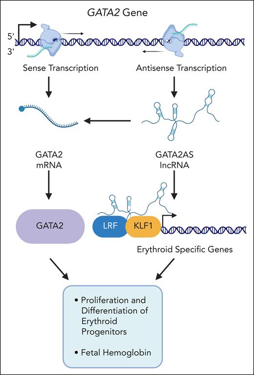 Liu et al show that a GATA2-associated antisense RNA (GATA2AS) positively regulates GATA2 mRNA and interacts with transcription factors LRF and KLF1 at regulatory DNA elements in promoters of erythroid-specific genes. Depletion of GATA2AS in erythroid progenitor cells causes a reduction of proliferation, an upregulation of erythroid marker genes, and a decrease in fetal hemoglobin.