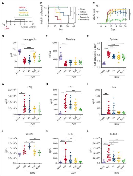 JAK1 inhibition partially improves survival and disease features in LCMV-induced HLH. (A) Experimental schema for modeling primary HLH, wherein Prf1−/− mice are infected with LCMV and analyzed day 9 or 30 PI. Probability of survival (B) and clinical scores (C) of naïve, or LCMV- infected Prf1−/− mice treated with vehicle, itacitinib (120 mg/kg bid), fedratinib (60 mg/kg bid), or ruxolitinib (90 mg/kg bid) from days 4 to 29 PI (5 mice per group). Analysis was performed on day 30 PI. Peripheral blood hemoglobin (D), platelet counts (E), spleen weights (F) shown as percentage of final body weight, and (G-L) serum cytokine levels of mice analyzed on day 9 PI. Data points represent single mice from 5 pooled experiments. ∗P < .05, ∗∗P < .01, ∗∗∗P < .001, or ∗∗∗∗P < .0001 by pairwise comparison. For survival, the log-rank test was performed to determine statistical significance between treated groups and vehicle control. For clinical score, statistical significance was determined using two-way ANOVA.