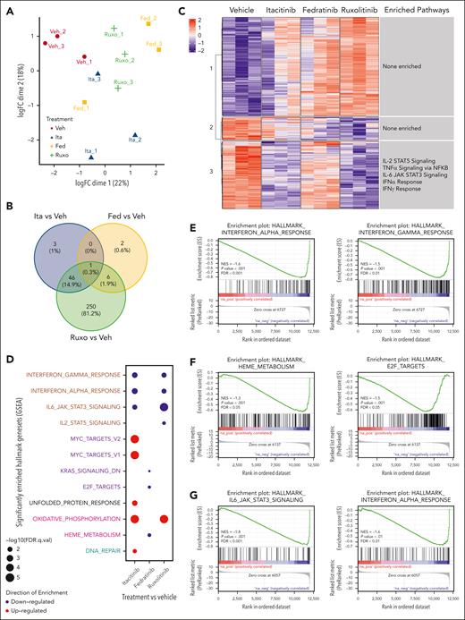 Changes in transcriptional profiles of splenic monocytes from Prf1−/− mice infected with LCMV and treated with JAK1, JAK2, or combined JAK1/2 inhibitor. (A) Unsupervised clustering using multidimensional scaling of transcriptional profiles of splenic CD11b+Ly6C+ monocytes from mice infected with LCMV and treated with vehicle, itacitinib (120 mg/kg bid), fedratinib (60 mg/kg bid), or ruxolitinib (90 mg/kg bid) with 3 mice per group. (B) Venn diagram depicting the numbers of DEGs in itacitinib, fedratinib, or ruxolitinib vs vehicle-treated groups (adjusted P value <.05, |Log2FC| >1). (C) Heat map of the significant DEGs in vehicle, itacitinib, fedratinib, or ruxolitinib treatment groups with clusters labeled on the y-axis. To the right of each cluster the enriched hallmark pathways are shown. (D) Dot plot of significantly up- (red) and downregulated (blue) hallmark gene sets (MSigDB v7.5.1) in LCMV-infected mice treated with itacitinib, fedratinib, or ruxolitinib compared with vehicle control (adjusted P value <.05 and NES >1). Gene sets in proliferation (purple), metabolic (pink), housekeeping (black), DNA damage repair (cyan), and immune (brown) pathways are colored respectively. (E-G) GSEA enrichment plots of the top 2 pathways in CD11b+Ly6C+ monocytes for itacitinib (E), fedratinib (F), or ruxolitinib (G) vs vehicle-treated controls. FC, fold change.