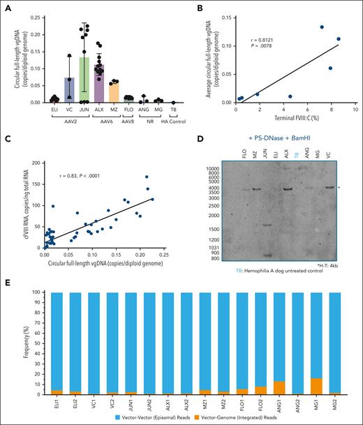 Episomal AAV-cFVIII vector forms detected in the liver after long-term follow-up, with correlation between vector copies and FVIII expression. (A) Circular full-length AAV-cFVIII VGs, detected by drop-phase ddPCR following treatment with PS-DNase and KpnI to enrich circular genomes and quantify full-length monomers. (B) Strong correlation between circular full-length VG copies and terminal FVIII:C levels measured by chromogenic substrate assay. For ELI, where terminal FVIII:C was unavailable, a mean of earlier FVIII:C on-study was used. (C) Strong correlation (r = 0.83; P < .0001) between full-length episomal VG copies and cFVIII mRNA expression, supporting episomal AAV-cFVIII as the primary source of FVIII expression. (D) Southern blotting, following PS-DNase and BamHI, demonstrates full-length AAV-cFVIII VGs in an H-T configuration (band size 4 kb). Sample from JUN contains 2 fragments (∼1600 and 850 bp) suggesting AAV-cFVIII truncation. (E) TES comparing frequencies of V-V, possibly episomal (blue) to vector-canine genome V-G, integrated (orange) sequencing reads demonstrating the majority resulted from V-V (episomal) reads.