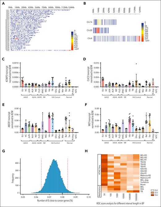 Features and cellular implication sites of hepatic AAV-cFVIII integration after long-term follow-up in the hemophilia A dog model. (A) Heat map of IS in 10 MB window sizes, demonstrating integration across the canine genome detected by TES; frequencies displayed on a density scale ranging from 0 IS/10 Mb to >697 IS/10 Mb, with highest frequency IS shown in yellow and red. (B) Representation of CIS seen within 10 Mb window sizes on chromosomes 14 (ABCB1), 28 (KCNIP2), and X (F8 and CLIC2). (C-E) No significant dysregulation in gene expression of genes in proximity to CIS in the liver of AAV-cFVIII treated hemophilia A dogs, compared with untreated hemophilia A or normal dogs; quantification by drop-phase ddPCR and normalized to B2M expression. (F) No dysregulation in MET expression in the liver of AAV-cFVIII treated hemophilia A dogs, compared with untreated hemophilia A or normal dogs; quantification by ddPCR and normalized to B2M expression. (G) Comparison of IS frequencies in proximity (≤100 kb) to cancer genes to simulated data sets (n = 10 000), demonstrated this frequency is within the predicted normal range (0.065-0.084). (H) Evaluation of association (P < .05) of IS with areas of chromatin accessibility (ATAC-seq) and methylation status (bisulfite sequencing). N-dog, normal dog; NTC, no template control.