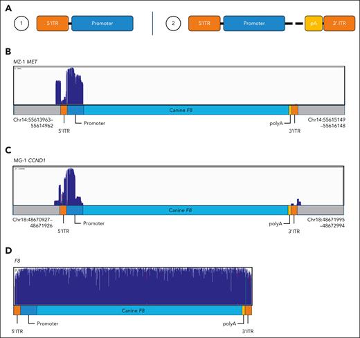 Evaluation of vector integrity by long-read sequencing. Long range sequencing was performed for 8 IS with a higher (>10%) observed frequency. (A) Suggested structures of integrated AAV-cFVIII vector for selected IS. Structure 1 included the 5′ ITR and part of the promoter (identified in ANG-2 MIR320, MZ-1 MET, ANG-1 MIR1296 and ANG-2 MET). Structure 2 included the 5′ ITR, part of the promoter, parts of the poly-A and 3′ ITR (identified in MG-1 CCND1, MZ-1 CCND1 and JU-1 MIR1296). (B) Vector coverage for samples MZ-1 MET. Sequencing data aligned to putative IS reference, including the AAV_TTR_FVIII vector at the IS location retrieved by TES. Scale is set to 0 to 70 664 reads. (C) Vector coverage for sample MG-1 CCND1. Sequencing data aligned to putative IS reference, including the AAV-cFVIII vector at the IS location retrieved by TES. Scale is set to 0 to 120 555 reads. (D) Coverage for all sorted reads obtained from the AAV-cFVIII amplicon. Sequencing data aligned to the AAV-cFVIII vector sequence. Scale is set to 0 to 3 131 072 reads. For other examples see supplemental Figure 10.