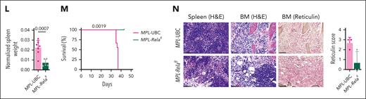 RELA essentiality in syngeneic MPN mouse models. (A) Schematic of the Relaflox/flox UBC-Cre-ERT2 Jak2+/VF mouse model. (B) Relative ablation of RelA by DNA sequencing after tamoxifen induction for 5 consecutive days (n = 8 per group). (C) WBC counts of Jak2-UBC (n = 9) and Jak2-Relafl (n = 8) mice after tamoxifen treatment over 6 weeks. Light gray regions indicate the normal reference range. Statistics were assessed by 2-way analysis of variance (ANOVA). (D) Monocyte, PB, and BM CD45.2 myeloid cells, hematocrit, and platelet counts at end point. Statistics were assessed by 2-tailed Student t test. (E) Normalized spleen weight at end point. Statistics were assessed by 2-tailed Student t test. (F) WBC, monocyte, hematocrit, and platelet counts of control or Relafl (n = 10 per group) mice. Statistics were assessed by 2-way ANOVA. (G) Normalized spleen weight at end point. Statistics were assessed by 2-tailed Student t test. (H) Schematic of the Relaflox/flox UBC-Cre-ERT2 MPLW515L mouse model. (I) Relative ablation of Rela by DNA sequencing after tamoxifen induction for 5 consecutive days (n = 6 per group). (J) WBC counts of MPL-UBC (n = 9) and MPL-Relafl (n = 6) mice after tamoxifen treatment. Statistics were assessed by 2-way ANOVA. (K) Monocyte, PB, and BM CD45.2 myeloid cells, hematocrit, platelet counts, and GFP+ cells at end point. Statistics were assessed by 2-tailed Student t test. (L) Normalized spleen weight at end point. Statistics were assessed by 2-tailed Student t test. (M) Kaplan-Meier survival curve. Statistics were assessed by log-rank test. (N) Histology of the spleen and BM at end point. Scale bar = 75 μm. BM fibrosis was scored from 3 mice in each group.