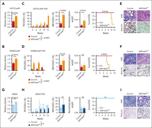 Suppression of NF-κB repressor miR-146a exacerbates MPN pathogenesis. (A-I) Colony assay, leukemic engraftment in the PB, BM at end point, normalized spleen weights, survival curves, and BM histology in the 120770 pMF (A,C,E), 590888 pMF (B,D,F), and NBM2 (G-I) PDX models (n = 5 mice per group). PB human CD45+ (hCD45+) cells statistics assessed by 2-way ANOVA. Relative colony numbers (n = 3 biological replicates), BM hCD45+ and normalized spleen weights statistics assessed by 2-tailed Student t test. Survival curves assessed by log-rank test. Scale bar = 75 μm. x, no data.