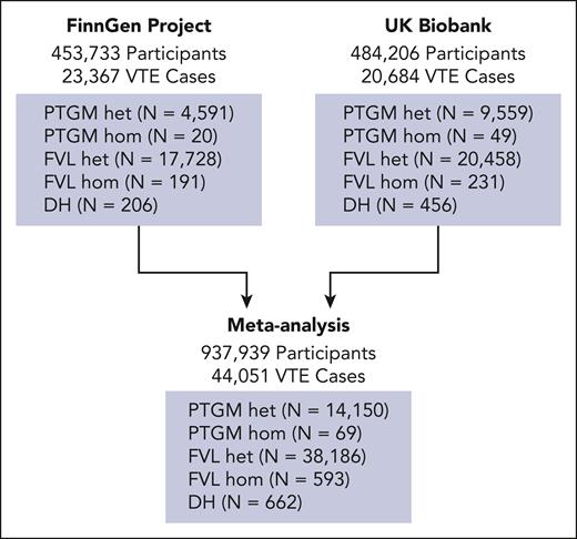 Study design. The risk of VTE was assessed by generating independent Firth logistic regression models in data sets from the FinnGen project (N = 454 149 participants) and the UKB (N = 484 206 participants). The results were then combined using a random-effects meta-analysis (N = 938 255). The number of VTE cases and the genotype breakdown of the participants at each stage were noted. hom, homozygous; het, heterozygous.