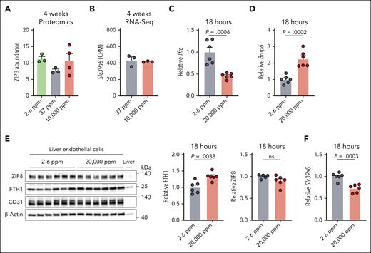 Liver endothelial expression of metal-ion transporter Slc39a8 (encoding ZIP8) is not regulated by dietary iron. (A-B) Three-week-old wild-type 129S6 male mice were fed a purified iron-deficient diet (2-6 ppm iron as background iron), iron-sufficient diet (37 ppm iron as ferric citrate), or high-iron diet (10 000 ppm carbonyl iron) for 4 weeks (n = 3-4/diet). Liver endothelial cells were isolated by fluorescence-activated cell sorting and analyzed by (A) mass spectrometry–based quantitative proteomics for abundance of ZIP8 protein or (B) RNA-seq for Slc39a8 mRNA expression in counts per million (CPM). Only cells from the iron-sufficient and high-iron diet groups were analyzed by RNA-Seq. (C-F) Seven-week-old C57BL6/J female mice were fed a purified iron-deficient diet for 1 week, then switched to a high-diet (20 000 ppm carbonyl iron) for 18 hours (n = 6/diet). Endothelial cells were isolated from livers by magnetic-activated cell sorting and analyzed for (C) Tfrc or (D) Bmp6 relative to Rpl19 mRNA expression by qRT-PCR, (E) ferritin heavy chain 1 (FTH1) and ZIP8 protein expression relative to ß-actin by western blot and chemiluminescence quantitation, and (F) Slc39a8 expression relative to Rpl19 by qRT-PCR. Bar graphs represent mean ± SEM, with individual points indicating the number of animals. Statistical differences between groups were determined by the 2-tailed Student t-test for normally distributed values or the Mann-Whitney U test for nonnormally distributed values. ns, not significant.