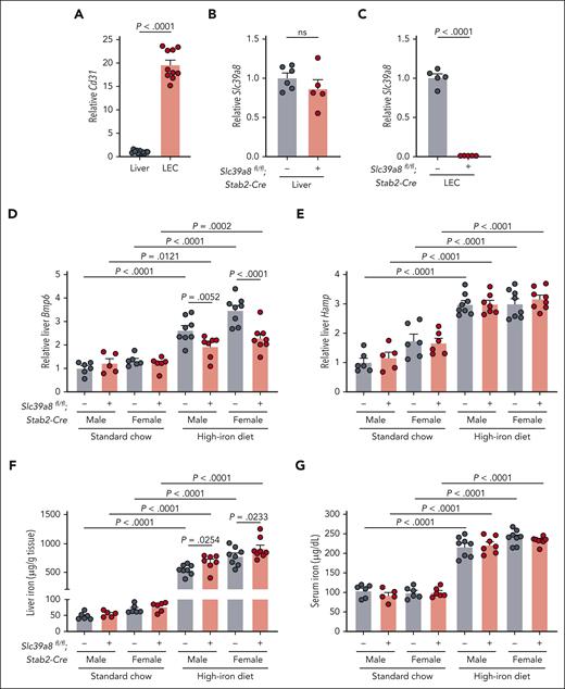 Endothelial Slc39a8-deficient mice have altered liver Bmp6 expression when fed a high-iron diet. Liver endothelial cells (LECs) were isolated from Slc39a8fl/fl;Stab2-Cre+ and Cre– mice by magnetic separation (n = 5-6/group) and analyzed for enrichment by expression of endothelial-specific marker (A) Cd31 compared with whole liver, and expression of (B-C) Slc39a8 relative to Rpl19 by qRT-PCR in whole liver and endothelial cells, respectively. In (A), cells from Cre+ and Cre– mice were combined for enrichment analysis for a total of n = 10 to 11 per group. (D-G) Five-week-old male (n = 5-8/group) and female (n = 6-8/group) Slc39a8fl/fl;Stab2-Cre+ and littermate Cre– mice were fed standard rodent chow (380 ppm iron) or purified high-iron diet (10 000 ppm iron) for 3 weeks and analyzed at 8 weeks for (D) hepatic expression of Bmp6 and (E) Hamp relative to Rpl19 by qRT-PCR, (F) liver iron, and (G) serum iron concentration. Bar graphs represent mean ± SEM, with individual points indicating the number of animals. Statistical differences were determined by (A-C) the 2-tailed Student t test for normally distributed values or (D-G) the 2-way analysis of variance followed by the 2-stage step-up method of the Benjamini, Krieger, and Yekutieli test to correct for multiple comparisons by controlling the false discovery rate (Q = 0.05). ns, not significant.