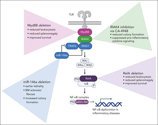 Studies performed to dissect the role of NF-ĸB in MPN pathogenesis. Affects of loss of MyD88 and RelA were investigated in the context of Jak2V617F knockin and MPLW515L transduction transplantation mouse models. Disruption of miR-146a was investigated in primary patient samples and patient-derived xenografts. The role of IRAK4 in MPN was investigated with primary patient samples, patient-derived xenografts, and mass cytometry. BM, bone marrow; TLR, Toll-like receptor.