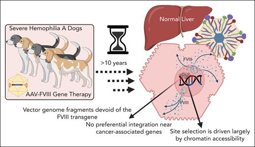 Mechanisms of AAV-FVIII persistence in the liver of dogs with severe HA more than 10 years after therapy. Nonintegrated episomal forms of the vector correlated with long-term FVIII expression. Random integration was frequent, but no full-length integrated vector genomes were detected. Integrations were not associated with oncogene upregulation and no histopathological evidence of tumorigenesis was found.