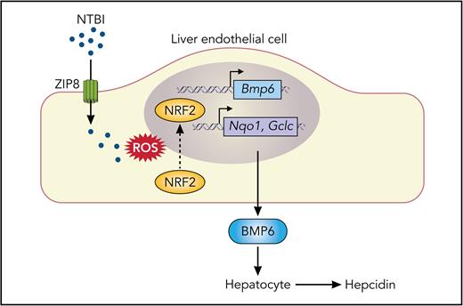 Model of the contribution of ZIP8 to iron uptake and BMP6 production by LECs during iron overload. NTBI present in iron-loaded blood plasma is taken up, at least in part, by ZIP8 at the plasma membrane of LECs. Cellular iron loading from NTBI promotes the formation of ROS, leading to translocation of NRF2 transcription factor into the nucleus, thereby activating the transcription of the Bmp6 gene and genes encoding proteins with antioxidant properties, such as Nqo1 and Gclc. BMP6 secreted by LECs acts on neighboring hepatocytes to increase the production of the iron-regulatory hormone hepcidin. The uptake of plasma transferrin-bound iron via TFR1 (not shown) is dispensable for LEC production of BMP6 during iron overload. ROS, reactive oxygen species. Professional illustration by Somersault18:24.