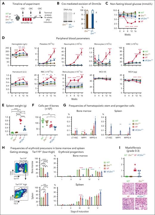 Disease phenotype characterization of JAK2-V617F (VF) and JAK2-V617F;Dnmt3aΔ/Δ (VF;DmΔ/Δ) mice. (A) Schematic drawing of induction with tamoxifen injections for 4 weeks (red box) and experimental procedures. (B) Analysis of Cre-mediated excision of Dnmt3a. Left panel shows representative gel from Bioanalyzer DNA chip, with bands corresponding to floxed (fl) and deleted (Δ) Dnmt3a alleles. Right panel shows quantification of fl and Δ Dnmt3a alleles (n = 4 per genotype). (C) Time course of nonfasting blood glucose levels (n = 5-7 mice per genotype). (D) Time course of peripheral blood counts (n = 5-7 mice per genotype). (E) Spleen weight at terminal workup after 16 weeks postinduction. (F) BM cellularity per 4 bones (n = 4-5 mice per genotype). (G) Frequencies of HSPCs in BM and spleen at terminal workup after 16 weeks of treatment (n = 4-5 mice per genotype). (H) Analysis of erythroid progenitor’s frequencies in BM and spleen at terminal analysis. (I) Quantification BM fibrosis and osteosclerosis (n = 4-5 mice per genotype). The degree of myelofibrosis was scored and assigned on a scale from MF-0 to MF-3. Osteosclerosis was scored as present or absent. All data are presented as mean ± standard error of the mean. Two-way analyses of variance (ANOVA) with subsequent Tukey (B-C) and Dunnett posttest (G; erythroid progenitors), 1-way ANOVA with subsequent Tukey posttest (D,E,G; Ter119+ cells, H) or unpaired t test with Welch correction (F) were used. ∗P < .05; ∗∗P < .01; ∗∗∗P < .001; ∗∗∗∗P < .0001.
