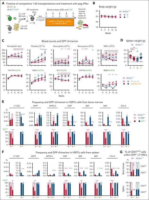 Differential effects of pegylated IFN-α on hematopoiesis in JAK2-V617F (VF) and JAK2-V617F;Dnmt3aΔ/Δ (VF;DmΔ/Δ) mice. (A) Schematic drawing of the experimental setup for BM transplantations and treatment with pegIFN-α. (B) Time course of body weight (n = 24 mice per group). (C) Time course of blood counts and GFP chimerism of recipient mice (n = 24 mice per group). (D) Spleen weight at terminal workup after 16 weeks of treatment. (E) Frequency and GFP chimerism of VF;GFP or VF;DmΔ/Δ;GFP HSPCs in BM at terminal workup after 16 weeks of treatment (n = 15 mice per group). (F) Frequency and GFP chimerism of VF;GFP or VF;DmΔ/Δ;GFP HSPCs in spleen at terminal workup after 16 weeks of treatment (n = 15 mice per group). (G) Analysis of the proportions of CD41hi and CD41lo subpopulations within the mutant (GFP-positive) LT-HSCs. All data are presented as mean ± standard error of the mean. ANOVA with subsequent Tukey (C,E,F,G) posttest or 1-way ANOVA with subsequent Tukey (D) posttest were used. ∗P < .05; ∗∗P < .01; ∗∗∗P < .001; ∗∗∗∗P < .0001. CBC, complete blood count.