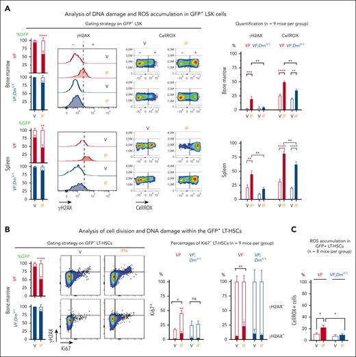 Effects of IFN-α treatment on accumulation of DNA damage and ROS and on cell division in HSPCs. (A) Accumulation of ROS and presence of γH2AX in lin–/Sca1+/Kit+ (LSK) cells from BM and spleen of recipient mice. GFP chimerism in LSK cells, gating strategy, and detection of DNA damage by anti-γH2AX antibody and ROS by staining with CellRox (left). Quantification of γH2AX and ROS in 9 mice per group (right). (B) Analysis of cell division (Ki67-positive cells) and DNA damage within the mutant (GFP-positive) LT-HSCs; LT-HSC chimerism and gating strategy (left); and the results obtained from 9 mice per group (right). (C) Analysis of ROS levels in GFP-positive LT-HSCs. These data were obtained from mice described in supplemental Figure 13. All data are presented as mean ± standard error of the mean. ANOVA with subsequent Tukey posttest was used. ∗∗P < .01; ∗∗∗P < .001; ∗∗∗∗P < .0001.