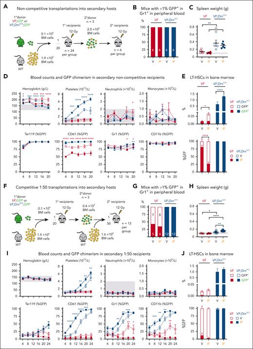 Transplantations of BM cells from primary recipients into secondary recipients. (A) Schematic drawing of the experimental setup for noncompetitive BM transplantations into secondary recipient mice (n = 6 mice per group). (B) Percentages of mice that showed engraftment defined as >1% GFP chimerism in Gr1+ cells in peripheral blood at 20 weeks after transplantation. (C) Spleen weight at terminal workup 20 weeks after transplantation. (D) Time course of blood counts and GFP chimerism in secondary recipients. (E) GFP chimerism in LT-HSCs at terminal workup 20 weeks after transplantation. (F) Schematic drawing of the experimental setup for competitive BM transplantations into secondary recipients at 1:50 dilution (n = 12 mice per group). (G-J) Same annotations as in panels B-E. ANOVA with subsequent Tukey (D,I) posttest or 1-way ANOVA with subsequent Tukey (E, H) posttest were used. ∗P < .05; ∗∗P < .01; ∗∗∗P < .001; ∗∗∗∗P < .0001.