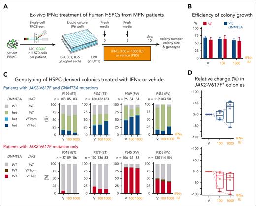 Effects of IFN-α on HSPCs from patients with MPN carrying JAK2-V617F and DNMT3A mutations. (A) Experimental setup for liquid cultures of single-cell FACS sorted HSPCs. (B) Growth efficiency of single-cell sorted HSPCs expressed as the percentages of wells in which colonies grew. (C) Genotyping of HSPC–derived colonies treated with IFN-α or vehicle. Stacked bars represent the percentages of colonies for each of the genotypes. Numbers above the bars indicate the numbers of colonies analyzed. (D) Relative change (%) in the numbers of JAK2-V617F-positive colonies. ANOVA with subsequent Sidak (D) posttest were used. FACS, fluorescence-activated cell sorting.