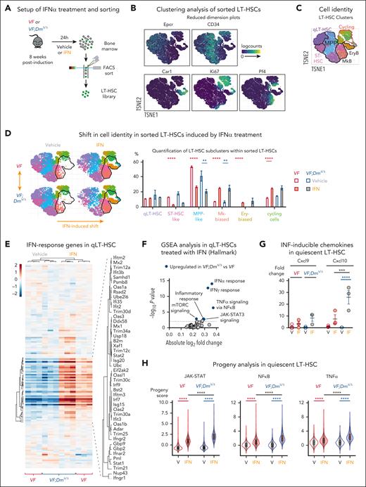 Differential effects of IFN-α treatment on VF and VF;DmΔ/Δ LT-HSCs. (A) Experimental setup for single-cell RNA seq of FACS sorted LT-HSCs. (B) Expression of selected lineage and cycling genes in reduced dimension plots. TSNE, t-distributed stochastic neighbor embedding. (C) Clustering of cells is based on the gene expression in reduced dimension plot (D) Shifts in cell identity induced by IFN-α treatment in reduced dimension plots (left); and the relative cell abundance per cell type across genotypes and treatments (right). (E) Heat map analysis of IFN response genes expression (Reactome R-MMU-91353) in quiescent LT-HSCs. Normalized expression of genes in pseudobulk samples was plotted. (F) Gene set enrichment analysis of Hallmark gene sets comparing IFN-α–treated VF and VF;DmΔ/Δ quiescent LT-HSCs (qLT-HSCs). (G) Fold change in the normalized expression of Cxcl9 and Cxcl10 genes derived from number of reads (counts per million) in pseudobulk analysis. Expression in vehicle–treated VF cells was set to 1. (H) PROGENy analysis in quiescent LT-HSCs. ANOVA with subsequent Tukey posttest was used. ∗∗P < .01; ∗∗∗P < .001; ∗∗∗∗P < .0001. FACS, fluorescence-activated cell sorting.