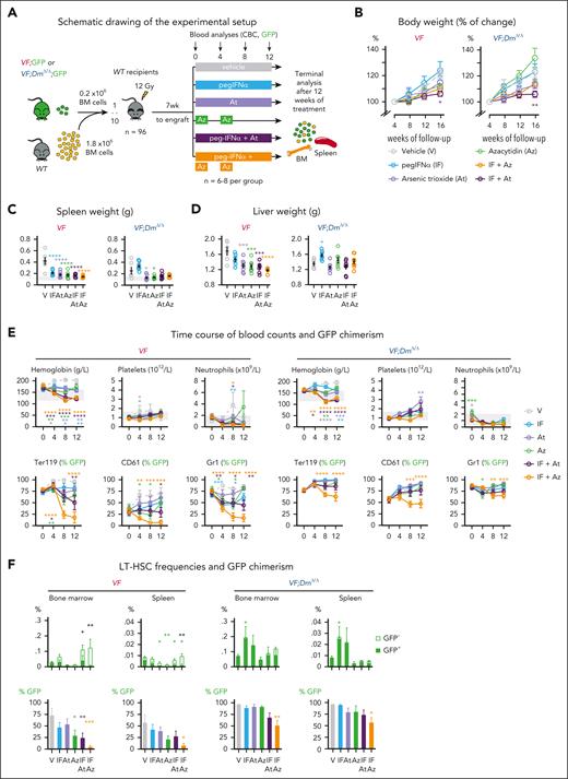 Treatment with combination of Aza or At with pegIFN-α. (A) Schematic drawing of the experimental setup for BM transplantations and treatment. (B) Time course of changes in body weight (%); n = 6-8 per group. (C) Spleen weight at terminal workup after 12 weeks of treatment (n = 5-8 mice per group). (D) Liver weight at terminal workup (n = 5-8 mice per group). (E) Time course of blood counts and GFP chimerism of recipient mice (n = 6-8 mice per group). (F) Frequencies and GFP chimerism of HSCs (LT-HSCs) in BM and spleen at terminal workup after 12 weeks of treatment (n = 5-8 mice per group). ANOVA with subsequent Tukey posttest was used. ∗P < .05; ∗∗P < .01; ∗∗∗P < .001; ∗∗∗∗P < .0001.