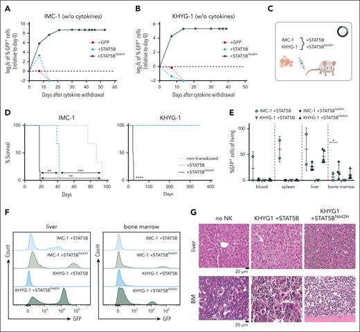 STAT5BN642H promotes cytokine independence of leukemic human NK cells. (A) IMC-1 and (B) KHYG-1 cell lines were transduced with nonmutant STAT5B (+STAT5B) or STAT5BN642H (+STAT5BN642H). As a control, cells were transduced with the empty vector, carrying only IRES-controlled eGFP (+GFP). After initial culture in presence of IL-2, transduced cells were completely deprived of IL-2. The percentage of transduced (GFP+) cells depicted as log2 fc relative to day 0 was monitored over time after cytokine withdrawal. (C) Schematic overview for transplantation of cytokine-independent STAT5BN642H transduced, IL-2 dependent nonmutant STAT5B transduced, and nontransduced IMC-1 and KHYG-1 cells into immunodeficient NSG mice. (D) Survival analysis of NSG mice that received transplantation with IMC-1 (left) and KHYG-1 (right) (n ≥ 3 per cell line). (E) Relative quantification (percentages out of living cells) of nonmutant STAT5B or STAT5BN642H transduced (GFP+) cells in blood, spleen, liver, and BM of NSG mice that received transplantation (n ≥ 2 per genotype; mean ± standard deviation). (F) Representative histograms for GFP signal within living cells in the liver (left) and BM (right) of NSG mice that received transplantation. (G) Representative images of hematoxylin and eosin stained liver and BM tissue from untransplanted (no NK) NSG mice and NSG mice that received transplantation with nonmutant STAT5B (KHYG1 + STAT5B) or STAT5BN642H transduced KHYG-1 cells (KHYG1 + STAT5BN642H). Levels of significance were calculated using the Mantel-Cox test (D) and the Mann-Whitney test (E). ∗P < .05; ∗∗P < .01; ∗∗∗P < .001; ∗∗∗∗P < .0001.