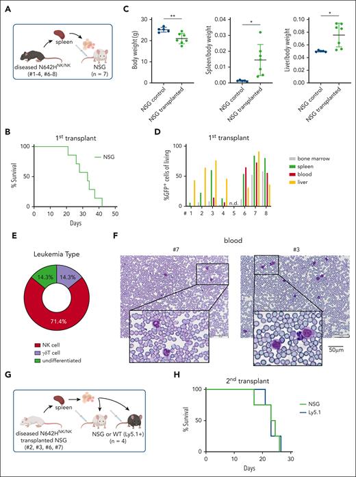 STAT5BN642H induces transplantable NK-cell leukemia in mice. (A) Schematic overview of the IV transplantation of splenocytes from diseased N642HNK/NK mice into NSG mice. (B) Survival analysis of NSG mice that received transplantation with splenocytes of diseased N642HNK/NK mice (numbers 1-4 and 6-8) (n = 7). (C) Quantification of body weight (left), spleen to body weight ratio (middle), and liver to body weight ratio (right) of diseased NSG mice with N642HNK/NK transplantation and untransplanted controls (n ≥ 4 per group; mean ± standard deviation). (D) Flow cytometric analysis of GFP+ cells in different tissues of NSG mice that received transplantation with splenocytes from the different diseased N642HNK/NK mice (first transplant). (E) Quantification of the leukemia type developed by NSG recipients of diseased N642HNK/NK splenocytes. (F) Representative images of hematoxylin and eosin stained blood smears from NSG mice that received transplantation with splenocytes from diseased N642HNK/NK mouse number 7 (left) and number 3 (right). (G) Schematic overview of the IV transplantation of splenocytes from diseased NSG mice with N642HNK/NK transplantation into another round of NSG recipients or immunocompetent WT (Ly5.1+) mice (second transplant). (H) Survival analysis of NSG and Ly5.1 recipients with N642HNK/NK transplantation (n = 4 per group). Levels of significance were calculated using the unpaired t test (C). ∗P < .05; ∗∗P < .01. WT, wild type.