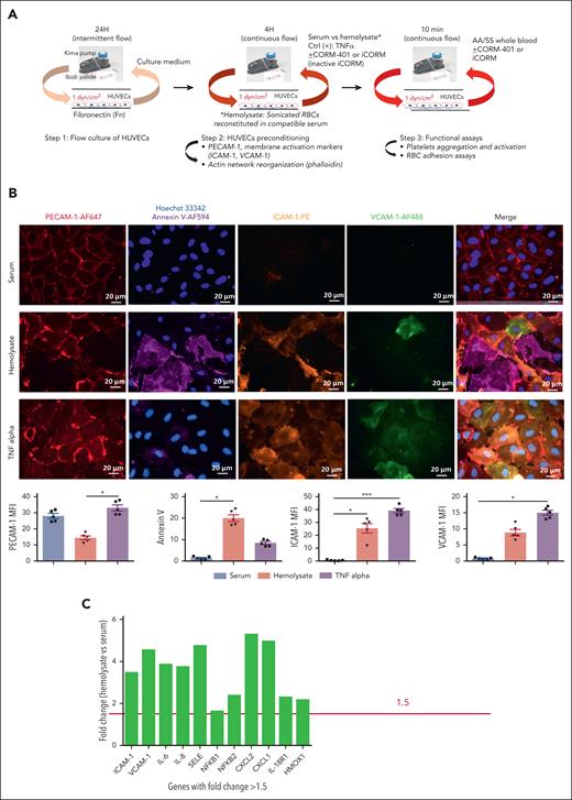 Impact of hemolysate on HUVECs in a fluidic model mimicking intracellular hemolysis. (A) Three-step fluidic model reproducing intracellular hemolysis. HUVECs cultured in a flow system (step 1, flow culture of HUVECs) were exposed to either AA hemolysate, TNFα, or serum for 4 hours (step 2, HUVEC preconditioning). Step 3, functional assays were performed by infusing heparinized WB from either AA donors or patients with SCD on hemolysate-preconditioned HUVECs from step 2 for 10 minutes. The infusion flow rate in the fluidic model was adjusted to reach a shear stress 1 dyne·cm−2. (B) Hemolysate induced activation and damage of HUVECs after preconditioning: HUVECs cultured in flow system were exposed to either AA hemolysate, TNFα, or serum for 4 hours, then stained for activation and apoptosis markers by PECAM-1 Alexa Fluor 647 (red), ICAM-1 PE (orange), VCAM-1 Alexa Fluor 488 (green), Hoechst 34442 (blue), and annexin-V Alexa Fluor 594 (purple) staining. Images representative of 5 different experiments. Mean fluorescence intensity (MFI) of PECAM-1, ICAM-1, VCAM-1, and annexin-V markers were quantified by ImageJ. Data represent mean ± SEM (n = 5), the Kruskal-Wallis test with ∗P < .05 and ∗∗∗P < .001. (C) Hemolysate upregulates inflammation and acute response genes on HUVECs. HUVECs cultured in a flow system were exposed to either serum or hemolysate for 4 hours. Cells were then recuperated to analyze gene expression profiles by messenger RNA sequencing as described in supplemental Data. Example of genes with a global fold change of >1.5 and a false discovery rate (FDR) P value < .05 induced by hemolysate vs serum from 7 AA donors.