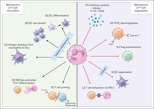 Mechanisms of T-cell and neutrophil interactions. (A) DC differentiation72,73 (activation). (B) DC recruitment72,74 (activation). (C) Antigen donation from neutrophils to DCs75,76 (activation). (D) NETosis induces Th17 differentiation9,77 (activation). (E) T-cell priming of Th1 and Th17 T cells9,78,79 (activation). (F) Inhibitory cytokine release80-83 (suppression). (G) TCRζ downregulation84-87 (suppression). (H) Treg enhancement88,89 (suppression). (I) DC suppression11,90 (suppression). (J) T-cell exhaustion91,92 (suppression). Cathelicidin’s impact on the Th17/Th1 balance has only been demonstrated in mouse cells as of 2024 and is therefore labeled “mouse only.” IL-10, interleukin-10; NET, neutrophil extracellular trap; TGFβ, transforming growth factor beta; Th, T helper cell; TCR, T-cell receptor; DC, dendritic cell. Figure made with Biorender.com.
