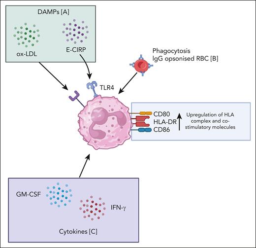 Mechanisms through which HLA-DR is expressed on human neutrophils. (A) DAMPs: ox-LDL and E-CIRP.15 (B) Phagocytosis of red blood cells.23 (C) Cytokines: GM-CSF and IFN-γ.24,25 DAMPs, damage-associated molecular patterns; E-CIRP, extracellular cold-inducible RNA-binding protein; GM-CSF, granulocyte-macrophage colony-stimulating factor; IFN-γ, interferon gamma; ox-LDL, oxidized low-density lipoprotein; RBC, red blood cells. Figure made with Biorender.com.