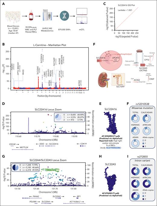 Genetic factors contributing to l-carnitine levels in 13 091 human RBCs after storage for 42 days. Genome-wide association studies (GWAS) were performed to determine the genetic underpinnings of end-of-storage l-carnitine levels in 13 091 packed RBC units from the REDS RBC Omics index donor cohort. (A) l-carnitine levels were used as an mQTL to perform a GWAS against 870 000 SNPs from a precision transfusion medicine array. (B) Manhattan plot generated via the l-carnitine mQTL analysis. y-axes indicate significance (−log(p)), with genome-wide adjusted significance thresholds at y = 5 × 10−8. (C) A representative QQ plot for the top SNP from this analysis (y-axis showing significance <10−250) for rs12210538. (D) This SNP coded for a missense mutation on the l-carnitine transporter SCL22A16. (E) Alphaphold predicted structure for SLC22A16 in. (F) The rs1220538 SNP was underrepresented in donors of Asian descent, followed by donors of African descent. (G) Locus zoom for rs272855 SNP (intron variant), mapping on a region on chromosome 5 that codes for SLC22A4/5 carnitine transporters. (H) Alphaphold predicted SLC22A5 structure. (I) The rs272855 SNP was found to be most common in donors of African descent and least common in donors of Asian descent.