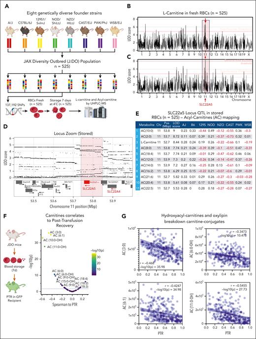 Genetic underpinnings of RBC carnitine levels in JAX Diversity Outbred mice. Eight genetically diverse founder strains underwent crossbreeding for 6 generations to obtain 350 genetically diverse mice. AC levels were measured at baseline and upon refrigerated storage of RBCs from these mice for 7 days (equivalent to day 42 in humans; A). (B) No significant false discovery rate–corrected association was observed between carnitine levels and genotypes, as gleaned by >120 000 SNPs monitored in this study. (C) However, mQTL analyses for end-of-storage carnitine showed an association with polymorphisms in a region on chromosome 11, (D) coding for the SLC22A5 transporter. (E) These associations held true for almost all the ACs tested here. (F) At the end of storage, RBCs from the 350 mice were transfused into ubi-GFP+ recipient mice to determine the correlations between end-of-storage AC pools and the percentage of transfused RBCs that still circulate upon 24h from transfusion. (G) Strong negative associations were observed for a series of hydroxy-ACs and other short/odd-chain ACs (eg, 3:0 and 9:0; representative scatter plots in panel G derived from the breakdown of oxidized fatty acids.