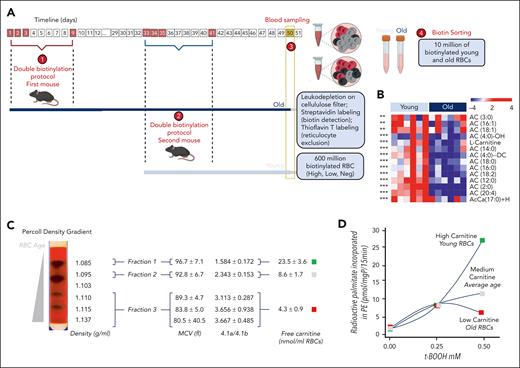 Old RBCs deplete carnitine pools and have impaired Lands cycle. (A) Double biotinylation studies in mice afford labeling and sorting of in vivo RBCs based on their age in circulation. Numbers indicate the main steps for this experiment, from double biotinylation of the first mouse (old RBCs), to the biotinylation of the second mouse (young RBCs), to leukodepletion and streptavidin and thioflavin-T labeling, to separation of young (9-15 days) and old RBCs (41-47 days) via sorting. (B) Metabolomics analyses of young vs old RBCs shows age-dependent depletion in carnitine pools in the latter group. Asterisks next to each row of the heat map denote significance (unpaired t test: ∗∗P < .01 and ∗∗∗P < .0001). (C) Percoll-density gradient-based separation of human RBCs of different ages shows a decline in RBC carnitine content in older, smaller erythrocytes, with progressively smaller mean cell volumes (MCV) and higher band 4.1a:4.1b ratios. (D) Incubation of the old, young, and average age populations of RBCs with radioactive palmitate shows a carnitine/age-dependency of labeled palmitate incorporation in phosphatidylethanoloamines.