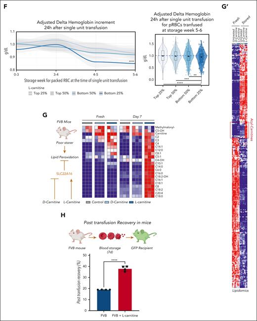 Carnitine levels are associated with hemolysis and vesiculation in vivo and in vitro in humans and mice. (A) In REDS RBC Omics index donors, (B) depletion of carnitine pools in end-of-storage RBCs was associated with elevated hemolysis. These observations were validated in the recalled donor population, in which depletion of AC pools corresponded to (C) increased vesiculation rates and (D) hemolysis. (E) Interrogation of the REDS vein-to-vein database, in which lowest end-of-storage carnitine levels were associated with significantly lower Hb increments in donors receiving single-unit transfusion for units stored >4 to 5 weeks (F), especially for the last week of storage (F). Metabolomics (G) and lipidomics analyses (G’) show that AC pools are restored by l-carnitine supplementation, but not d-carnitine, in stored FVB mouse RBCs (poor storer strain characterized by high levels of storage-induced lipid peroxidation). l-carnitine supplementation boosts PTR of stored FVB RBCs (H).