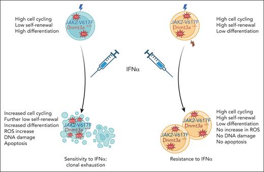 Effects of Dnmt3a deletion on the proliferation, self-renewal, differentiation, and fitness of long-term HSCs carrying JAK2V617F in the absence and presence of treatment with IFN-α. Compared with wild-type JAK2 HSCs, JAK2V617F HSCs exhibit higher cycling, higher proliferation, lower self-renewal, and increased differentiation. After IFN-α treatment, JAK2V617F HSCs increase their cell cycling, with a higher proliferation leading to both a further decrease in self-renewal capacity and an increase in differentiation and probably of apoptosis. This increased proliferation is associated with a replicative stress, including a higher level of reactive oxygen species (ROS) and DNA damage. In contrast, the Dnmt3a–/–JAK2V617F HSCs, although exhibiting a similar cell cycling, exhibit proliferation oriented toward self-renewal at the expense of differentiation, which is not modified by IFN-α.