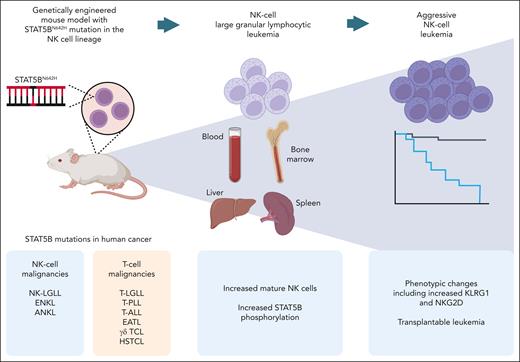 Summary of the mouse model developed by Klein et al. The STAT5BN642H mutation, found in the indicated human cancers, is expressed in the NK-cell lineage, leading to a chronic NK-cell lymphoproliferation and progressing over time to ANKL in a subset of the mice. EATL, enteropathy-associated T-cell lymphoma; HSTCL, hepatosplenic T-cell lymphoma; T-ALL, T-cell acute lymphoblastic leukemia; T-LGLL, T-cell large granular lymphocytic leukemia; T-PLL, T-cell prolymphocytic leukemia; γδ TCL, γδ T-cell lymphoma. Figure created with BioRender.com.