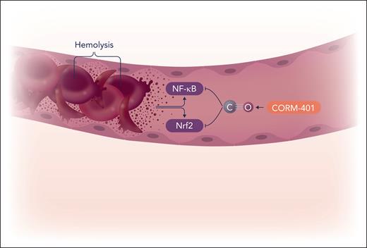 During hemolysis, erythrocyte microparticles can induce vascular endothelial dysfunction and production of proinflammatory cytokines through augmentation of NF-κB and Nrf2 pathways. In vivo and in vitro studies indicate that CORM-401 can block the ensuing endothelial and organ damage induced by acute hemolysis. Professional illustration by Somersault18:24.