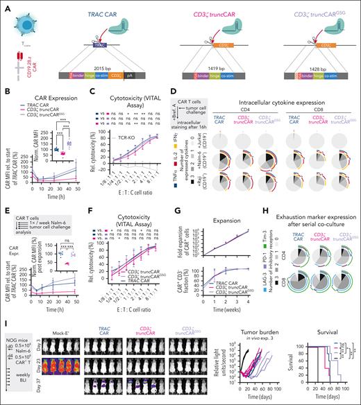 Evaluation of an optimized CD3ζ truncCAR transgene and its impact on CAR-T cell function in vitro. (A) dsDNA templates for targeted delivery of a CAR or truncCAR respectively into TRAC (left) or CD3ζ (middle), as in Figure 1A, and for targeted delivery of a GSG-P2A-linker-modified truncCAR into CD3ζ (right). (B) Top: Mean fluorescence intensity (MFI) determined by flow cytometry at steady state (n = 4 biological replicates in 4-6 technical replicates in 2 independent experiments, data normalized to mean of TRAC for each donor; mixed-effects analysis with Geisser-Greenhouse correction followed by Holm-Šídák multiple comparison test, with individual variances computed for each comparison). Bottom: dynamics of CAR MFI after CAR-stimulation using CD19+ Nalm-6 tumor cells. (n = 3-4 biological replicates in 1-2 technical replicates). (C) Relative cytotoxicity assessed in a 6-hour VITAL assay (similar to Figure 1C, n = 4 biological replicates in 3 technical replicates; two-way ANOVA followed by Holm-Šídák multiple comparison test with a single pooled variance.). (D) Cytokine expression in CAR+ cells in response to control (CD19−) cell or target (CD19+) cell encounter (n = 3 biological replicates). (E-H) CAR-T-cell rechallenge in serial cocultures with Nalm-6 target cells. (E) Top: CAR MFI normalized to TRAC condition at steady state (n = 2 biological replicates in 4 technical replicates; statistics as in B). Bottom: dynamics of CAR MFI after target cell engagement (n = 2-4 biological replicates in 1-2 technical replicates). (F) 6-hour VITAL assay. (n = 3 biological replicates in 3-4 technical replicates; two-way ANOVA followed by Holm-Šídák multiple comparison test with a single pooled variance.). (G) Top: relative expansion of CAR+ T cells. Bottom: CAR+ frequency within T-cell products. (n = 4 biological replicates). (H) Cell surface expression of inhibitory receptors (LAG-3, PD-1, TIM-3; means of n = 4 biological replicates). (I) In vivo CAR-T-cell efficacy tested in Nalm-6 acute lymphoblastic leukemia xenograft mouse model (n = 5-6 mice/group; multiple log-rank tests).