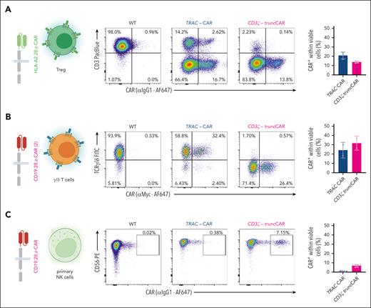 CD3ζ truncCAR-integration facilitates CAR expression in different nonconventional T-cell subtypes and NK cells. (A) HLA-A2 CAR-integration in regulatory T-cells, n = 3 biological replicates. (B) CD19-CAR integration in TCRγ/δ T cells. TRAC integration generates CAR+/TCRγ/δ+ double positive T cells, n = 2 biological replicates. (C) Integration of a CD19-CAR in primary human NK cells, n = 6 biological replicates.
