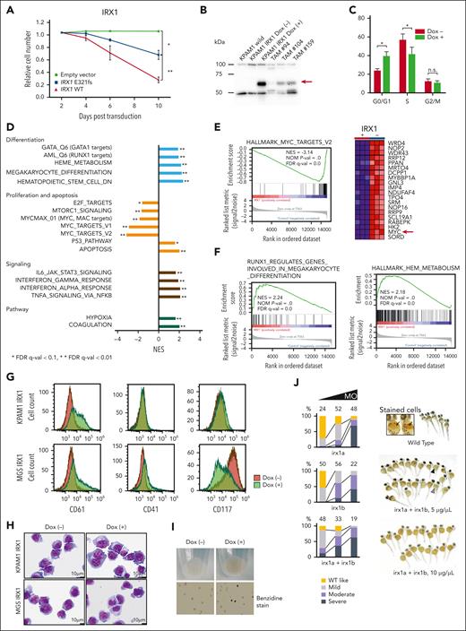 IRX1 expression induces megakaryocytic and erythroid differentiation in ML-DS cells. (A) Growth of KPAM1 cells stably expressing either WT or mutant IRX1 (E321fs). KPAM1 cells were transduced with the IRX1-ZsGreen bicistronic retrovirus. Cell fate was monitored using flow cytometry. Ratios of ZsGreen-positive cells were determined on the days after infection with the viral transgenes. The combined results from 3 independent experiments are shown. Data are presented as mean ± standard deviation (SD). ∗P < .05; ∗∗P < .01 by Welch t test. (B) Western blot analysis of IRX1 expression. The analyzed cells included WT KPAM1 (lane 1), KPAM1-expressing WT IRX1 under the control of a Dox-inducible promoter before (lane 2), and after (lane 3) Dox treatment, and TAM (lanes 4, 5, and 6). The red arrow indicates IRX1 expression. (C) Cell cycle analysis of IRX1-inducible KPAM1 cells. The combined results from 3 independent experiments are shown. WT IRX1 induction led to an increase in the G0/G1-phase population and a decrease in the S-phase population. Data are presented as mean ± SD; ∗P < .05, Welch t test. (D) RNA-seq analysis of KPAM1 cells. Gene set enrichment analysis (GSEA) of transcriptomes in WT IRX1-inducible KPAM1 cells after vs before IRX1 induction. (E) GSEA using a gene set of MYC targets, showing that MYC was significantly downregulated upon WT IRX1 expression. The red arrow indicates MYC expression. (F) GSEA using a gene set for megakaryocytic (left) and erythroid (right) differentiation. (G) Flow cytometric analysis of IRX1-inducible KPAM1 and MGS cells. KPAM1 and MGS cells were treated with Dox for 6 days. Representative data are shown for 1 of 4 independent experiments. (H) Morphology of IRX1-inducible KPAM1 and MGS cells before and after WT IRX1 induction for 7 days. Cytospin specimens were stained with May-Grünwald Giemsa (original magnification ×10 000). (I) Cell pellets from KPAM1 cells before and after WT IRX1 induction. KPAM1 cells were treated with Dox for 7 days. (J) Zebrafish orthologs of human IRX1, irx1a, and irx1b (GenBank accession numbers: NM_207184 and NM_ 131823) were knocked down using morpholino antisense oligos (MOs) that targeted the translational initiation sites of each gene. One-cell–stage embryos were injected with these MOs, and the density of blood cells around the cardiac vein at 48 hours after fertilization was detected by hemoglobin staining using o-dianisidine. Embryos injected with irx1a MO and/or irx1b MO displayed anemia (severe, moderate, or mild anemia) depending on the concentration of the injected MOs (1, 5, and 10 μg/μL). Black arrows indicate hemoglobin-stained blood cells (orange dots) in wild-type embryos. Black and gray arrowheads indicate embryos with severe and moderate anemia, respectively. The number of embryos analyzed for hemoglobin staining is shown at the top of the bars. FDR, false discovery rate; NES, normalized enrichment score; n.s., not significant.