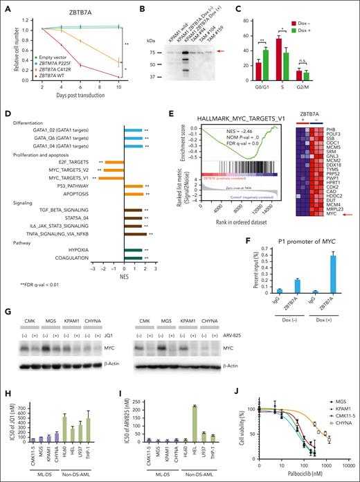 Downregulation of MYC targets in ML-DS cells expressing WT ZBTB7A. (A) Growth of CMK11-5 cells constitutively expressing WT ZBTB7A or its mutants. CMK11-5 cells were infected with various ZBTB7A-ZsGreen bicistronic retroviruses, and cell fate was monitored by flow cytometry. The combined results from 3 independent experiments are shown. Data are presented as mean ± SD. ∗P < .05; ∗∗P < .01 by Welch t test. (B) Western blot analysis of ZBTB7A expression. The analyzed cells include WT KPAM1 (lane 1), KPAM1-expressing WT ZBTB7A under the control of a Dox-inducible promoter before (lane 2) and after (lane 3) Dox treatment, and TAM (lanes 4, 5, and 6). The red arrow indicates ZBTB7A expression. (C) Cell cycle analysis of ZBTB7A-inducible KPAM1 cells. Combined results from 3 independent experiments are shown. WT ZBTB7A induction led to an increase in the G0/G1-phase population and a decrease in the S-phase population; ∗P < .05, ∗∗P < .01, Welch t test. Error bars indicate SD. (D) RNA-seq analysis of KPAM1 cells. GSEA of transcriptomes in WT ZBTB7A-inducible KPAM1 cells after vs before ZBTB7A induction. (E) GSEA using a gene set of MYC targets shows that MYC was significantly downregulated upon WT ZBTB7A expression. The red arrow indicates MYC expression. (F) Quantification of ZBTB7A binding to the P1 promoter of MYC by ChIP-qPCR in WT ZBTB7A-inducible KPAM1 cells before and after ZBTB7A induction. ZBTB7A, anti-ZBTB7A antibody (13E9); IgG, IgG isotype control. (G) Western blot analysis of MYC before and after treatment of the ML-DS cell lines (CMK11-5, MGS, KPAM1, and CHYNA) with 500 nM JQ1 for 24 hours (top) or 50 nM ARV-825 for 12 hours (bottom). β-actin served as the loading control. (H) ML-DS cells were treated with various concentrations of JQ1 or (I) ARV-825 for 72 h. Viable cell numbers were determined using the Cell Counting Kit-8. Combined results from at least 3 independent experiments are shown. Data are presented as mean ± SD. (J) ML-DS cell lines were treated for 72 hours with palbociclib at a wide range of concentrations, and viable cell numbers were determined using Cell Counting Kit-8. Representative cell viability curves are shown from 1 of 3 independent experiments. Data are presented as mean ± SD. FDR, false discovery rate; NES, normalized enrichment score; qPCR, quantitative PCR.