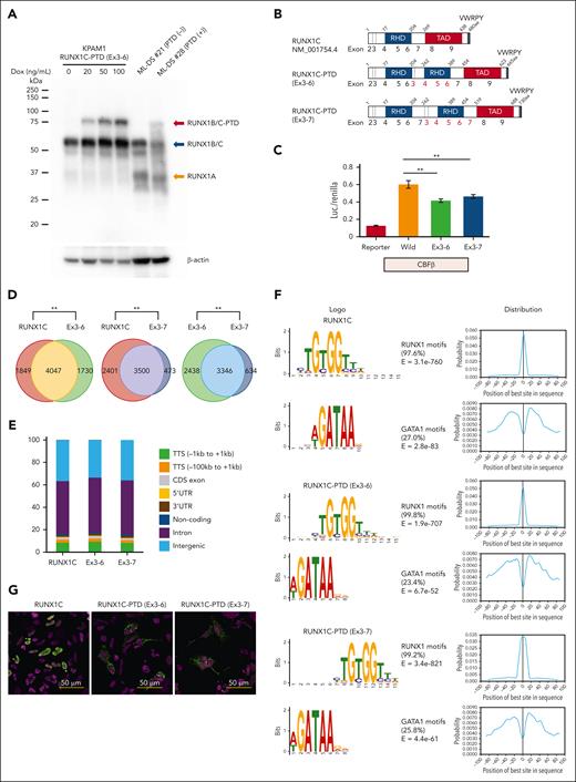 Functional analysis of RUNX1-PTD in vitro. (A) Western blot analysis of RUNX1-PTD expression. The analyzed cells included KPAM1 expressing RUNX1C-PTD under the control of a Dox-inducible promoter (lanes 1, 2, 3, and 4), ML-DS (number 21) without RUNX1-PTD (lane 5), and ML-DS (number 28) with RUNX1-PTD (lane 6). Dox treatment concentrations are indicated. (B) Protein domains of RUNX1C, RUNX1C-PTD (Ex3-6), and RUNX1C-PTD (Ex3-7). The structures of RUNX1C and RUNX1C-PTDs comprise runt-homology domains (RHD), a transactivation domain (TAD), and a VWRPY motif. (C) Luciferase reporters from the GP1BA promoter were cotransfected with the indicated constructs in QT6 cells. Reporter, mock vector; Wild, WT RUNX1C; Ex3–6, RUNX1C-PTD with duplication of Ex3-6; Ex3-7, RUNX1C-PTD with duplication of exons 3 to 7; ∗∗P < .01 by Student t test. Data are presented as mean ± SD. (D) Overlap of ChIP-seq peaks of WT RUNX1C and RUNX1-PTDs. KPAM1 cells were transfected with Xpress-tagged RUNX1C, RUNX1C-PTD (Ex3-6), and RUNX1C-PTD (Ex3-7). ChIP-seq was performed using anti-Xpress antibody. The significance of the overlap was assessed using the peakPermTest function of the ChIPpeakAnno package; ∗∗P = .001 by peakPermTest. (E) Relative distribution of the RUNX1C and RUNX1-PTD ChIP-seq peak regions in the genome. (F) Results of de novo motif analysis of ChIP-seq data. The 2 most significant motifs were found by the MEME algorithms in RUNX1C (top), RUNX1C-PTD (Ex3-6) (middle), and RUNX1C-PTD (Ex3-7) (bottom) ChIP-seq data. RUNX1 binding motifs were the most significantly enriched (>97%). The second most frequently occurring motif, which was found in ∼25% of the peaks, was GATA1. (G) Subcellular localization of RUNX1C and RUNX1C-PTD proteins in HEK293 cells transfected with Xpress-tagged RUNX1C-PTD or WT RUNX1C.