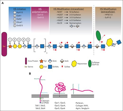 Overview of HS synthesis and modification of HSPGs. (A) HS chain initiation begins with the sequential attachment of a core tetra-saccharide sequence to the serine residue of the HSPG. HS synthesis enzymes then facilitate the attachment of repeating GlcA-GlcNAc disaccharide moieties, creating a linear HS chain, whereas multiple HS-modifying enzymes alter the linear HS chain through distinct modifications of specific residues (including O-sulfation, N-sulfation, and epimerization). This sequential process produces a unique chain of modified HS attached to the core HSPG. Extracellular modification of HS also occurs through the removal of sulfates by sulf enzymes, as well as the removal of sections of the HS chain by heparanase. (B) Overview of the main HSPG subcategories, including syndecans, transmembrane proteins that contain a variable (V) domain, as well as 2 common domains (C1 and C2), of which C2 contains a PDZ binding motif, glypicans, which are glycophosphatidylinositol–linked proteins; and secreted or pericellular proteins such as perlecan and agrin. The cell membrane lipid bilayer is shown in black, and pink delineates the core HSPG protein with attached HS chains (in green) and chondroitin sulfate chains (in blue).