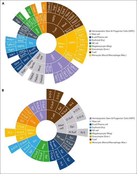 Relevant HSPGs, HS-related genes, and HS-modification signatures in various hematopoietic cell lineages. (A) Sunburst plot of known functionally relevant HS-related genes within specific hematopoietic lineages. The specific HS-related gene or protein for which expression or function has been identified (outer circle) within the categories of HS-related genes, including HSPGs and HS synthesis enzymes (Synth.), and HS-modification enzymes (Mod.) (middle circle), are listed for each hematopoietic cell type (inner circle). (B) Sunburst plot of HS modifications identified as functionally relevant for each hematopoietic cell type. For each hematopoietic cell type (inner circle), the specific modification and residue (outer circle) among the possible types of modifications, including epimerization (Epi), N-sulfation (N-Sulf), and O-sulfation (O-Sulf) (middle circle) is listed.
