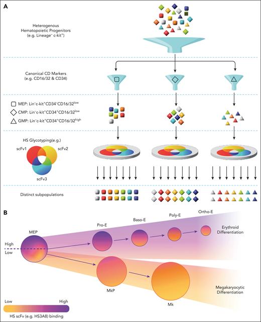 The proposed orthogonal application of HS glycotyping with canonical CD-marker flow cytometry in heterogenous populations and the differential and dynamic binding of an HS scFv within megakaryocytic and erythroid lineages. (A) The long-standing use of CD markers has helped identify and isolate hematopoietic cell subpopulations from within heterogenous pools (eg, MEP, CMP, and GMP from a mixed pool of hematopoietic progenitor cells). The addition of HS scFvs to this process can help further purify distinct populations. With nearly limitless possibilities of HS-modification patterns, the combinatorial use of HS scFvs holds immense potential in isolating rare subtypes of hematopoietic cells, possibly even at the single-cell level. (B) Schematic of HS3A8 binding during various stages of megakaryocyte and erythroid differentiation. HS3A8 scFv recognizes specific HS motifs containing sulfation marks (eg, 2-O-, 3-O-, and 6-O-sulfation) at certain residues. MEPs contain a variable level of HS3A8 binding, which when separated into high and low binding, helps delineate megakaryocyte vs erythroid lineage commitment. Furthermore, HS3A8 shows dynamic and temporal binding across the different stages of erythroid differentiation, whereas megakaryocytic cells show low HS3A8 binding regardless of the stage of maturation. Baso-E, basophilic erythroblast; CMP, common myeloid progenitors; GMP, granulocyte-monocyte progenitors; Mk, megakaryocyte; MkP, megakaryocyte progenitor; Ortho-E, orthochromatic erythroblast; Poly-E, polychromatophilic erythroblast; Pro-E, proerythroblast.
