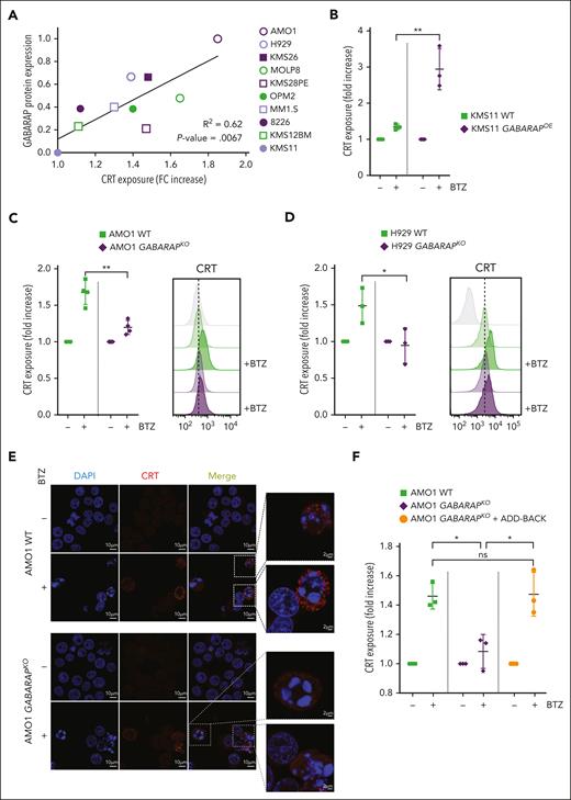 Loss of GABARAP abrogates CRT exposure during ICD. (A) Correlation between CRT exposure and GABARAP protein expression in a panel of 10 MM cell lines. The surface exposure of CRT was determined by flow cytometry on viable cells after 16 hours of treatment of different cell lines, according to their BTZ sensitivity. Fold change of CRT increase was correlated with abundance of GABARAP protein (as shown in supplemental Figure 2A). (B) Analysis of surface CRT exposure in KMS11 WT and GABARAPOE after treatment with BTZ (7.5 nM; 16 hours) by flow cytometry of viable cells. (C-D) Effect of BTZ treatment (16 hours) on the exposure of surface CRT in AMO1 (5 nM) (C) and H929 (2.5 nM) cells (D) both with WT and GABARAPKO as assessed by flow cytometry of viable cells (left). Representative overlay histogram (right) of surface CRT fluorescence (MFI) in AMO1 (C) and H929 (D). (E) Representative images of immunofluorescence staining of surface CRT (red) in nonpermeabilized AMO1 WT and GABARAPKO before and after treatment with BTZ. DAPI was used to stain nuclei; scale bars, 10 μm. Enlargement pictures of the squared area show CRT exposure on dying cells only in WT condition; scale bars, 2 μm. (F) Analysis of surface CRT exposure in AMO1 WT, GABARAPKO, and GABARAPKO in which GABARAP was re-expressed (GABARAPKO + add-back) after treatment with BTZ (5 nM; 16 hours) by flow cytometry of viable cells. For panels B-D,F, ∗P < .05; ∗∗P < .01. ns, not significant (unpaired Student t test).