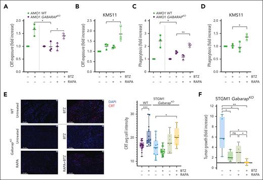 Treatment with autophagy inducer restores CRT translocation after BTZ and in vivo drug efficacy. (A) Flow cytometry analysis of CRT exposure of AMO1 WT or GABARAPKO untreated or treated with BTZ (4 nM; 16 hours), rapamycin (100 nM; 24 hours) or a combination of both drugs. Fold increase as compared with untreated cells is shown. (B) Fold increase of CRT levels on surface of KMS11 cells untreated or treated with BTZ (6 nM; 16 hours), rapamycin (500 nM; 24 hours) or a combination of both drugs. (C) Phagocytosis assay of AMO1 WT or GABARAPKO untreated or pretreated with BTZ (4 nM; 16 hours), rapamycin (100 nM; 24 hours), or a combination of both drugs cocultured with far-red DCs for 4 hours. Shown is the fold increase of the percentage of double-positive DCs in treated conditions compared with untreated cells. (D) Phagocytosis assay of CFSE-stained KMS11 untreated or pretreated with BTZ (6 nM; 16 hours), rapamycin (500 nM; 24 hours), or a combination of both drugs cocultured with far-red DCs for 4 hours. Shown is the fold increase of the percentage of double-positive DCs in treated conditions compared with untreated cells. (E) 5TGM1 WT or GabarapKO were subcutaneously injected in immunocompetent C57BL/KaLwRijHsd mice. When tumors became palpable, mice bearing WT tumors were randomized to receive either BTZ (1 mg/kg) or phosphate-buffered saline (PBS); whereas mice bearing GabarapKO tumors were randomized to receive: PBS, BTZ (1 mg/kg), rapamycin (4 mg/kg), or a combination of both drugs. Tumors were retrieved 48 hours after BTZ treatment or in the combination group, 48 hours after BTZ and 24 hours after rapamycin. CRT expression was detected by immunofluorescence. Representative images of tumors retrieved from the different groups (left) stained with CRT antibody (red). DAPI was used to label nuclei (blue); scale bars, 100 μm (63× magnification). Average of cell intensity of CRT signal is shown (right), as analyzed by the Halo software. The numbers of observations reported are as follow: WT - BTZ (21 sections from 7 tumors); WT+BTZ (18 sections from 6 tumors); GabarapKO – BTZ (15 sections from 5 tumors); GabarapKO + BTZ (18 sections from 6 tumors); GabarapKO + RAPA (9 sections from 3 tumors); and GabarapKO + RAPA + BTZ (8 sections from 2 tumors); the signal from each section is represented as a dot in the graph. (F) Fold increase of tumor growth from day 1 (start of treatment) of subcutaneous 5TGM1 GabarapKO xenografts in C57BL/KaLwRijHsd mice treated with PBS (n = 5), BTZ (1 mg/kg twice per week for 2 weeks; n = 4), rapamycin (4 mg/kg per day for 5 days; n = 5), or a combination of both drugs (n = 6) ± standard error of the mean (SEM) for each group is reported. For panels A-F, ∗P < .05; ∗∗P < .01; ∗∗∗P < .001 (unpaired Student t test). RAPA, rapamycin.