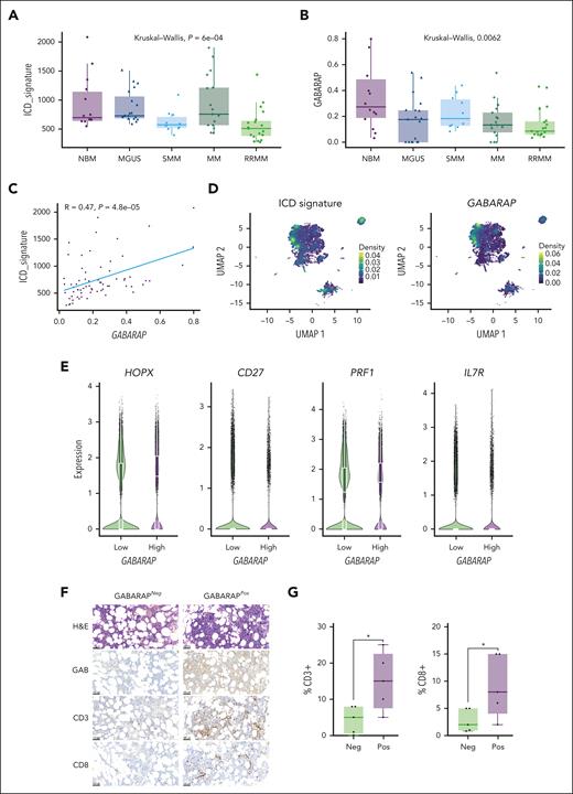 Tumor intrinsic GABARAP correlates with tumor immune infiltration in patients with MM. (A-B) Analysis of ICD signature30 (A) and GABARAP (B) expression on data aggregated per a total of 80 patients across MM disease stages (NBM, n = 15; MGUS, n = 19; SMM, n = 10 ; MM, n = 17; RRMM, n = 19).39-41 (C) Linear regression of GABARAP with ICD signature expression in the same patient cohort. (D) Uniform manifold approximation and projection (UMAP) plots of single-cell transcriptomic of 80 patients with MM showing the density of ICD signature (left) and GABARAP (right) expression on MM plasma cells. (E) Quantification of the expression of selected markers in CD8+ T cells significantly differentially expressed between patients with MM with low vs high intratumoral GABARAP expression (median as dichotomizing value). (F) Representative images of hematoxylin and eosin (H&E) and immunohistochemistry (IHC) analysis of GABARAP expression in plasma cells, and CD3 and CD8 staining of T cells from bone marrow biopsies from patients with MM; scale bars, 100 μm. (G) Statistical analysis of the percentage of CD3+ or CD8+ T cells in 10 patients with negative (neg; n = 5) or positive (pos; n = 5) staining for intratumoral GABARAP. For panels A-B, P values were calculated using the Kruskal-Wallis test. For panel G, ∗P < .05, unpaired Student t test. NBM, normal bone marrow; RRMM, relapsed/refractory MM; SMM, smoldering MM.