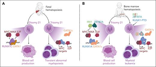 Distinct role of MYC and E2F pathways in developing ML-DS. Simplified model showing the proposed role of MYC and E2F in developing ML-DS. In normal fetal hematopoiesis in the liver (A), GATA1 and RUNX1C inhibit MYC and E2F pathways. In cells with trisomy 21 and a GATA1 mutation, shortened GATA1s and RUNX1A bias fail to repress MYC and E2F, leading to TAM. After birth in the bone marrow (B), additional mutations are needed for uncontrolled MYC and E2F activation. Sato et al show that RUNX1-PTD and the disabling mutation in IRX1 and ZBTB7A can cause MYC and E2F activation, resulting in ML-DS. The figure was created with BioRender.com.