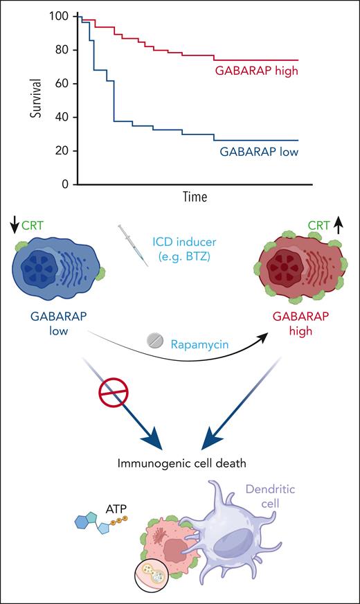 The absence of GABARAP inhibits the presentation of calreticulin on the cell surface during ICD. Enhancing autophagy alongside immunogenic cell death can reinstate immunogenicity. ATP, adenosine triphosphate; BTZ, bortezomib; CRT, calreticulin.