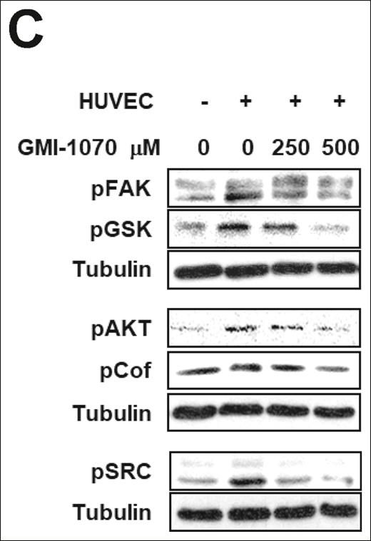 Interaction of PSGL-1 and P-selectin regulates adhesion-related signaling and β-integrin activation in MM cells. (C) HUVECs were treated with or without GMI-1070 (250 or 500 μM for 1 hour), nontreated MM1s cells were cocultured with the HUVECs for 1 hour, and MM1s cells not cocultured with HUVECs served as a control. MM cells were then separated from the HUVECs, lysed, and whole-cell lysates were subjected to Western blotting for pFAK, pAKT, pCoffilin, pSRC, and p-GSK3α/β. Coculture of MM cells with HUVECs induced adhesion-related signaling in MM cells that was reversed by GMI-1070.